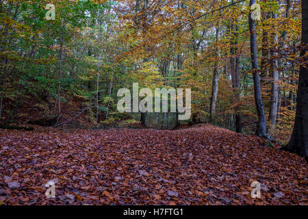 Les feuilles d'automne tombé sur le sol de la forêt entouré d'autres arbres encore de se libérer de leurs feuilles. Banque D'Images