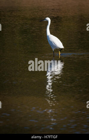 L'Aigrette garzette sur Trews Weir flood relief, Exeter, Devon, UK. Banque D'Images