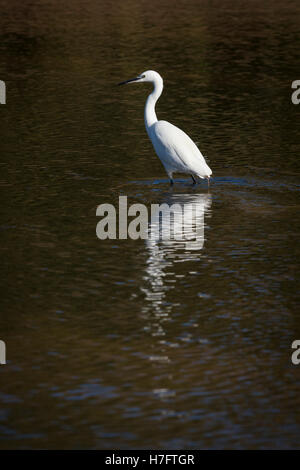 L'Aigrette garzette sur Trews Weir flood relief, Exeter, Devon, UK. Banque D'Images