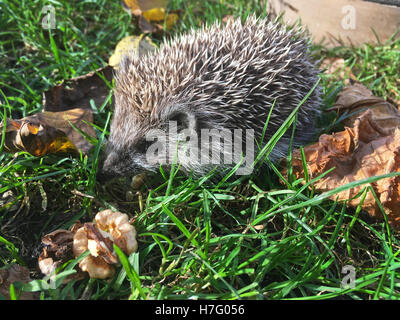 Hedgehog mange de l'herbe en noyer avec les feuilles tombées Banque D'Images