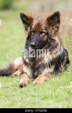 Gros câlins Berger Allemand alsacien sur l'herbe prises en format vertical Banque D'Images