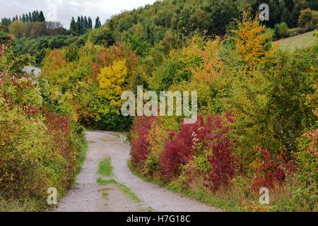 Allée bordée d'arbustes et arbres en automne Banque D'Images