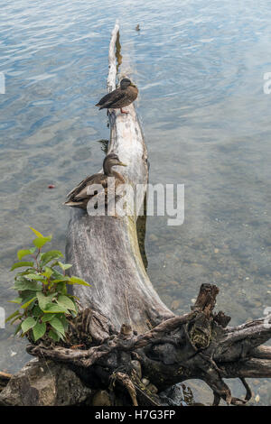 Deux canards assis sur un arbre tombé à Seward Park à Seattle, Washington. Banque D'Images