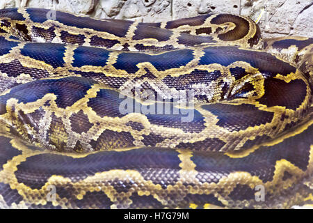 Photo de vrai boa serpent python peau close up Banque D'Images