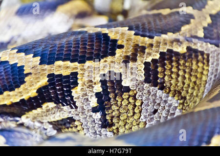 Photo de vrai boa serpent python peau close up Banque D'Images