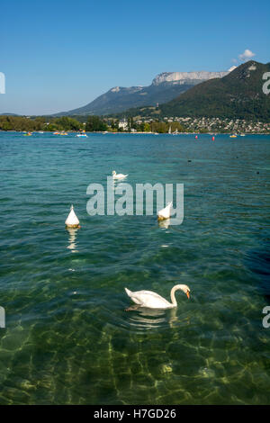 Cygnes sur le lac d'Annecy, haute-Savoie, Auvergne Rhône Alpes, France, Europe Banque D'Images
