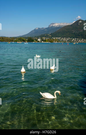 Les cygnes sur le lac d'Annecy, Haute-Savoie, France, Europe Banque D'Images