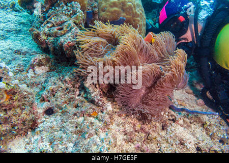 Grande anémone pourpre avec des poissons clown et Asian Man - Scuba Diver, Maldives Banque D'Images