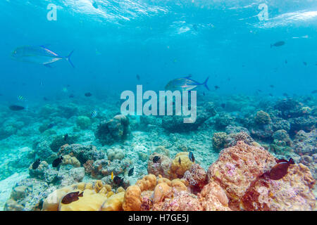 Groupe de thon les carangues (Caranx melampygus) dans les eaux peu profondes des récifs coralliens, Maldives Banque D'Images