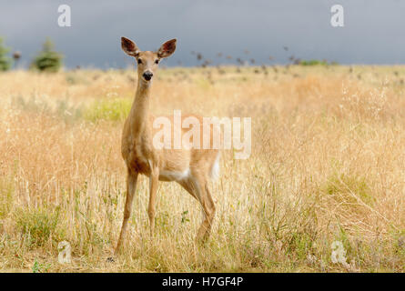 Cerf à queue blanche ou doe (odocoilus virginianus) dans un mode très alerte à la danger Banque D'Images