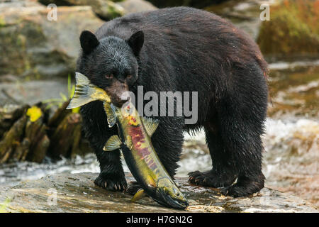 Ours noir pêcher le saumon dans un Creek, Alaska. Banque D'Images