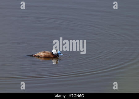 Un mâle (Oxyura leucocephala) sur un lac dans la réserve naturelle de Guadalhorce, Málaga, Andalousie, espagne. Banque D'Images