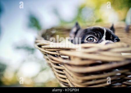 Portrait d'une jeune Boston Terrier équitation dans panier à vélo avec la peau d'agneau Banque D'Images