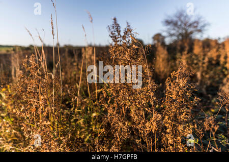 Lever du soleil d'automne à Fewston réservoir, près de Harrogate North Yorkshire Banque D'Images