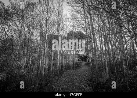 Lever du soleil d'automne à Fewston réservoir, près de Harrogate North Yorkshire Banque D'Images