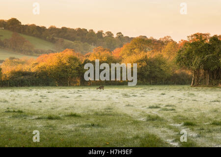 Le Hampshire, au Royaume-Uni. Nov 6, 2016. Météo France : un cerf fourrages dans l'herbe givrée sur un matin de novembre. Credit : Patricia Phillips/ Alamy Live News Banque D'Images