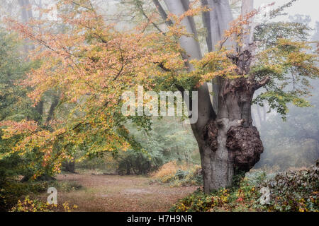 Image en couleur d'un vieux chêne dans la forêt d'Epping sur un matin brumeux à l'automne et l'automne. Banque D'Images