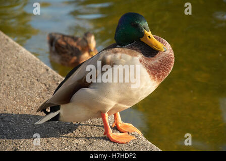 Parc des Jeux olympiques de Munich...le soleil brille, canard Banque D'Images