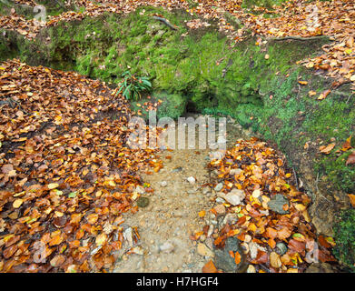 Printemps naturel, Hindhead Commons. Banque D'Images
