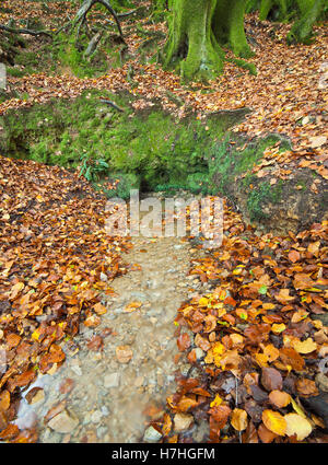 Printemps naturel, Hindhead Commons. Banque D'Images