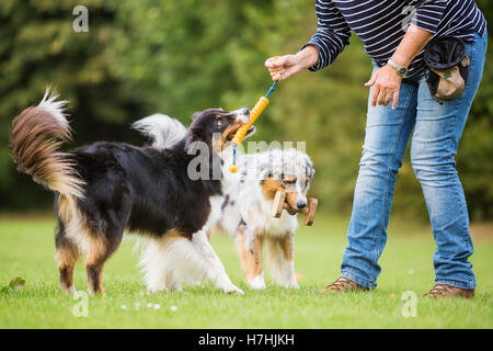Les trains femme avec deux chiens berger australien sur un champ de formation de chien Banque D'Images
