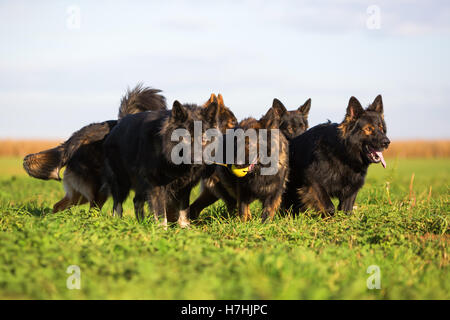 Pack de vieux chiens de berger allemand luttant pour un jouet Banque D'Images