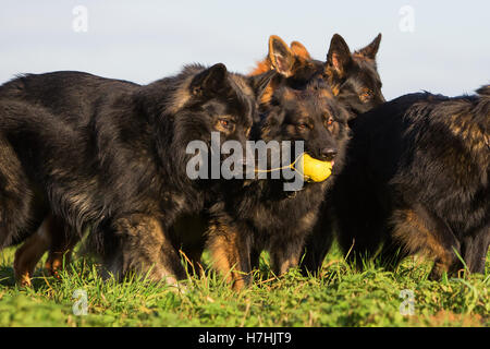 Pack de vieux chiens de berger allemand luttant pour un jouet Banque D'Images