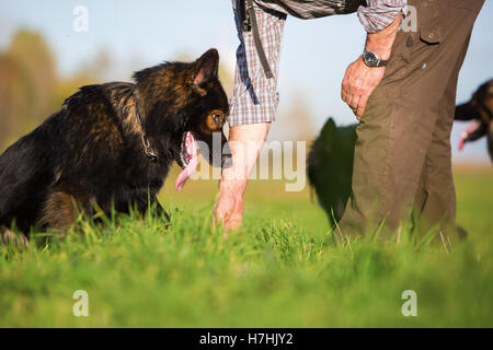L'homme et son chien de berger allemand sur le terrain Banque D'Images