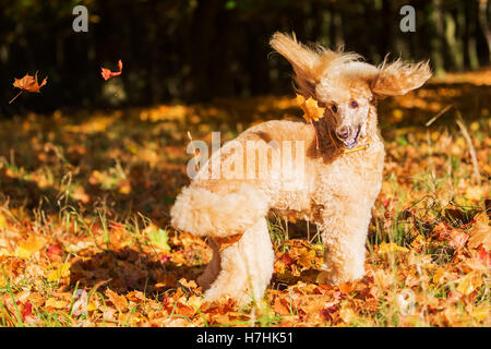 Caniche a royal fun et sauts pour les feuilles d'automne Banque D'Images