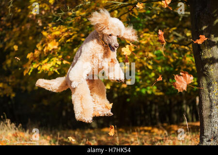 Caniche a royal fun et sauts pour les feuilles d'automne Banque D'Images