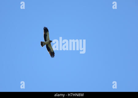 Aigle botté, pâle-phase, (Hieraaetus pennatus) volant au-dessus, Andalousie, espagne. Banque D'Images