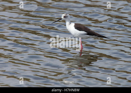 Une femelle adulte Black-winged Stlit debout dans un lac à la Réserve Naturelle de Guadalhorce, Málaga, Andalousie, espagne. Banque D'Images