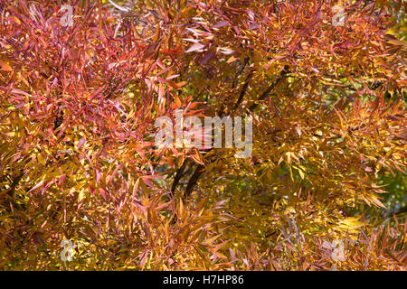 Belle couleur d'automne les feuilles des arbres dans la région de Primrose Hill, Londres. Banque D'Images