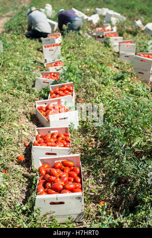 Les tomates cueillies dans des caisses sur le terrain Banque D'Images