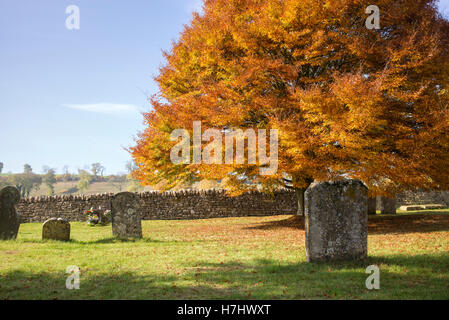 Fagus sylvatica Asplenifolia. Feuilles de hêtre coupé à l'automne en Guiting Power cimetière. Cotswolds, Gloucestershire, Angleterre Banque D'Images