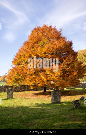 Fagus sylvatica Asplenifolia. Feuilles de hêtre coupé à l'automne en Guiting Power cimetière. Cotswolds, Gloucestershire, Angleterre Banque D'Images
