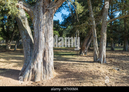 Forêt de genévrier (Juniperus thurifera) dans la province de Soria, Espagne Banque D'Images