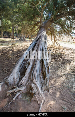 Forêt de genévrier (Juniperus thurifera) dans la province de Soria, Espagne Banque D'Images