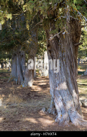 Forêt de genévrier (Juniperus thurifera) dans la province de Soria, Espagne Banque D'Images