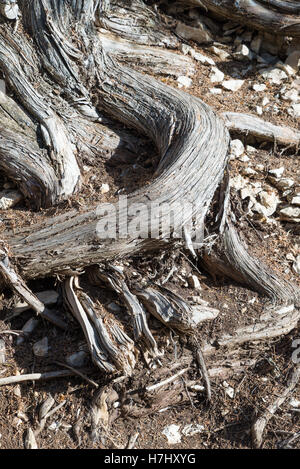 Rough et tordu tronc d'un arbre de genièvre Banque D'Images