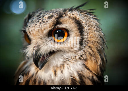 Bengal Eagle Owl en éclairage en zone boisée. Banque D'Images