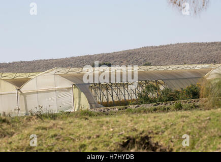 Le développement agricole de fleurs près de la rive du lac Naivasha, Kenya Banque D'Images