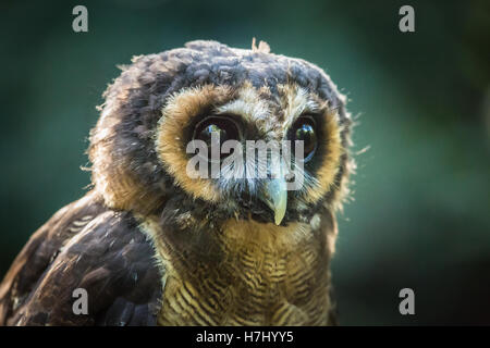 Asian Brown Wood Owl Banque D'Images
