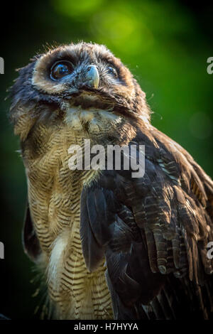 Asian Brown Wood Owl Banque D'Images