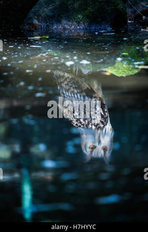 Réflexion d'un Bengale Eagle Owl en stream en zone boisée. Banque D'Images