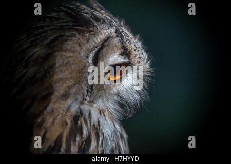 Bengal Eagle Owl en éclairage en zone boisée. Banque D'Images