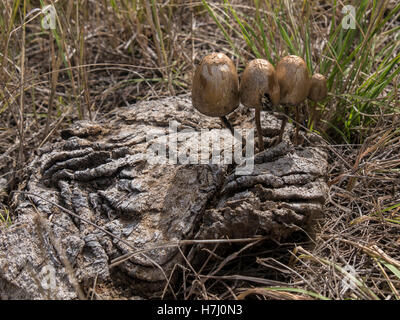 Champignons dans 'buffalo', puce Unité Nord, Theodore Roosevelt National Park, dans le Dakota du Nord. Banque D'Images