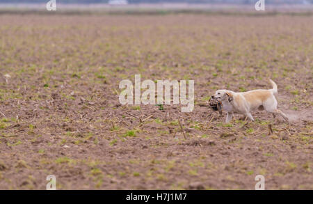 La récupération du chien sur une chasse faisan Banque D'Images