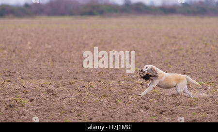 La récupération du chien sur une chasse faisan Banque D'Images