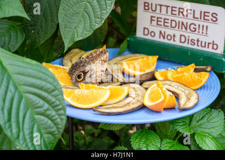 Alimentation papillon sur les oranges et bananes Banque D'Images